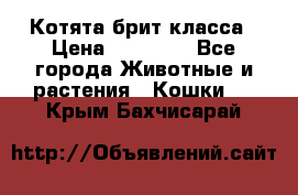 Котята брит класса › Цена ­ 20 000 - Все города Животные и растения » Кошки   . Крым,Бахчисарай